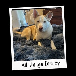 All Things Disney